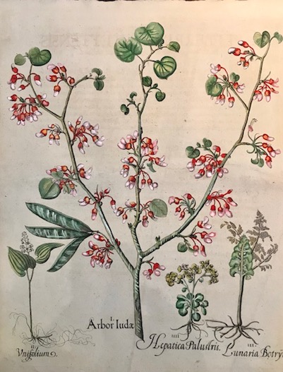 Besler Basilius (1561-1629) Arbor Iudae... 1613 Norimberga